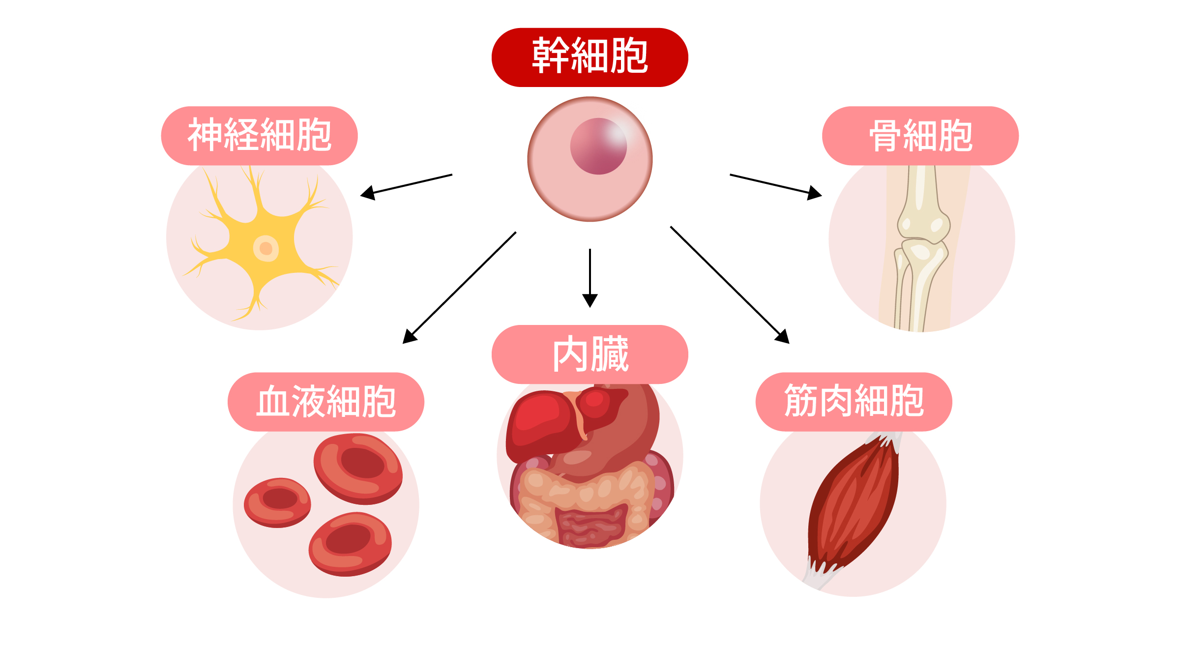 再生医療(身体)の幹細胞の説明画像
