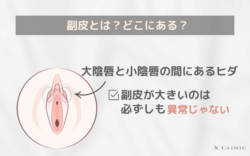 副皮 大きい