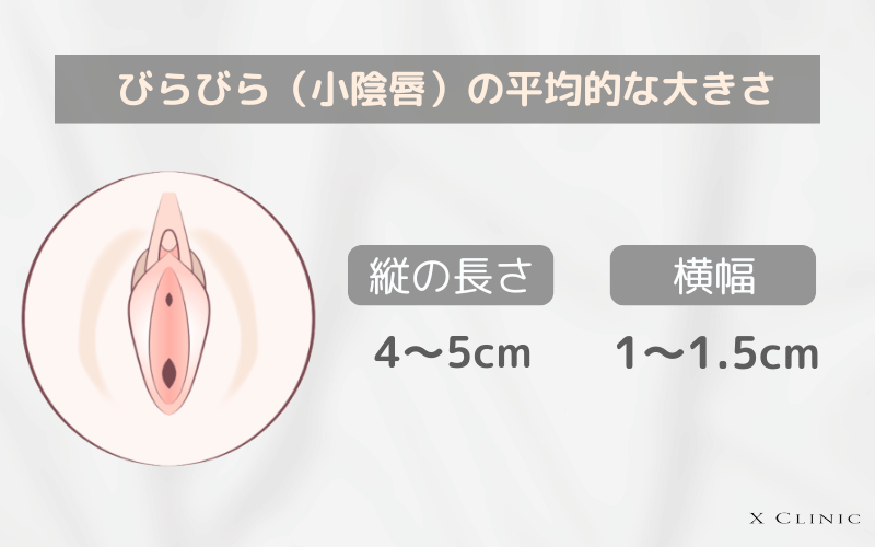 びらびら 大きさ　平均